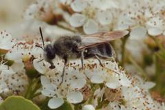 Stratiomys longicornis