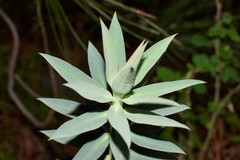 Euphorbia rigida