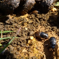 Acrossus luridus