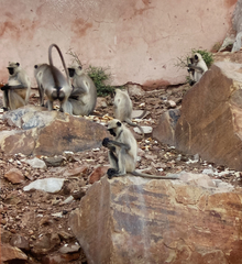 Semnopithecus entellus