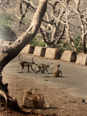 Semnopithecus entellus