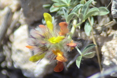 Dalea jamesii