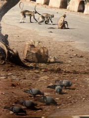 Semnopithecus entellus