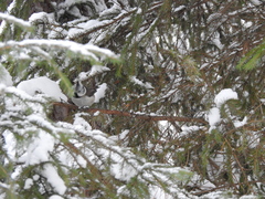 Lophophanes cristatus