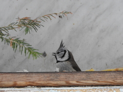 Lophophanes cristatus
