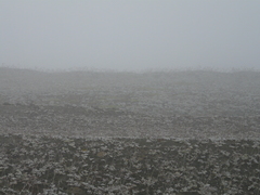 Cistanthe paniculata