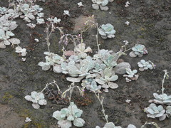 Cistanthe paniculata