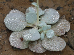Cistanthe paniculata