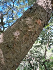 Maytenus undata