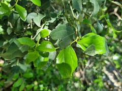 Maytenus undata