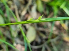 Carex uhligii