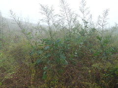 Nicotiana paniculata