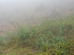 Nicotiana paniculata