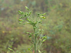 Nicotiana paniculata