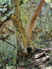 Combretum erythrophyllum