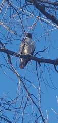 Buteo jamaicensis
