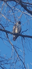 Buteo jamaicensis