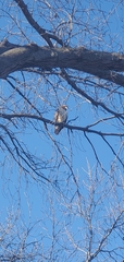 Buteo jamaicensis