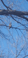 Buteo jamaicensis