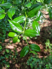 Cassinopsis ilicifolia