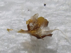 Chionea alpina