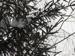 Tetrastes bonasia