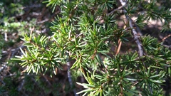 Cedrus brevifolia
