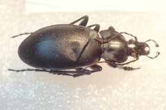 Carabus anatolicus lycicus