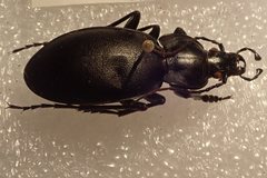 Carabus anatolicus lycicus
