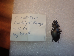 Carabus anatolicus lycicus