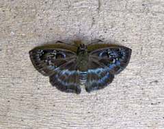 Quadrus contubernalis