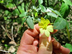 Dalechampia capensis