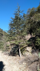 Cedrus brevifolia