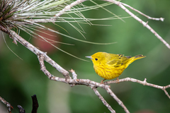 Setophaga petechia