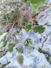 Passiflora arida