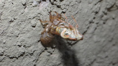 Calliopsida cinnabarina