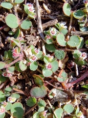 Euphorbia dentosa