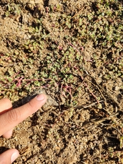 Euphorbia dentosa