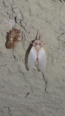 Calliopsida cinnabarina