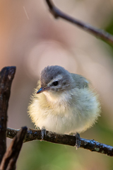 Vireo gilvus