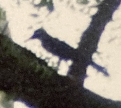 Aves