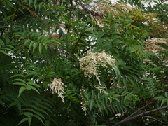 Sorbaria tomentosa