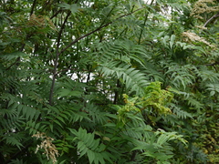 Sorbaria tomentosa