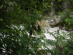 Sorbaria tomentosa
