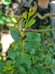 Pterocelastrus echinatus