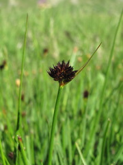 Juncus alpigenus