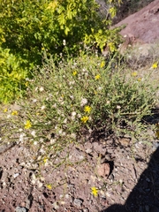 Xanthisma scabrellum