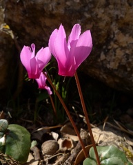 Cyclamen repandum