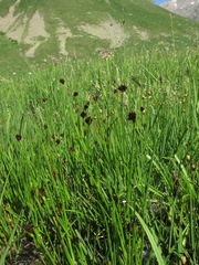 Juncus alpigenus