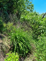 Chlorophytum bowkeri